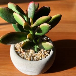Faux Mini Succulent Plant Cement Base